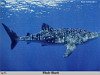 miniatura_GCSR017-Whale_Shark copia
